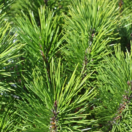 Semínka borovicí - Pinus mugo mughus - Borovice kleč - prodej semen - 5 ks