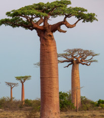 Baobab grandidieri - Adansonia grandidieri - prodej semen - 2 ks