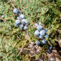 Jalovec - Juniperus excelsa - prodej semen - 5 ks