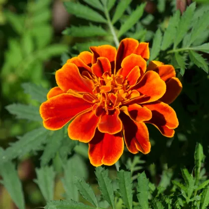 Aksamitník jednoduchý směs - Tagetes patula - prodej semen - 0,3 g