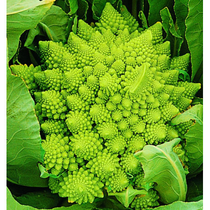 Květák Veronica F1 - Brassica oleracea - prodej semen - 10 ks