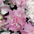 Petúnie Pirouette F1 Orchid Mist - Petunia grandiflora - prodej semen - 20 ks