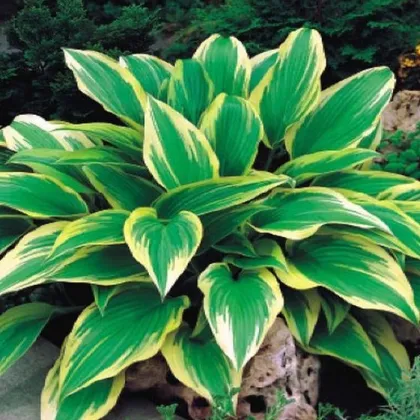 Hosta - Hosta Aureomarginata - prodej cibulovin - 1 ks