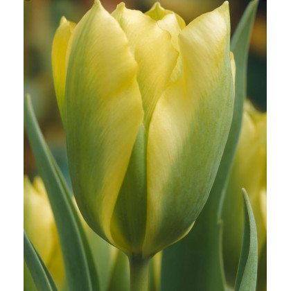 Tulipán Formosa - Tulipa - prodej čerstvých cibulek - cibuloviny - 3 ks
