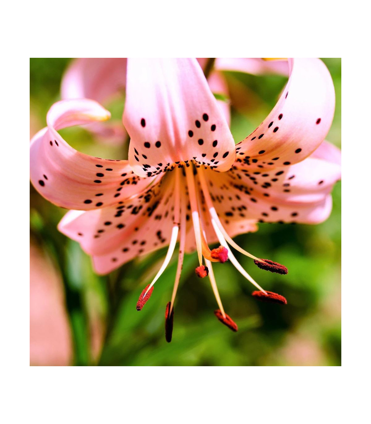Lilie Pink tiger - Lilium - prodej cibulovin - 1 ks