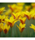 Tulipán Clusiana Chrysantha - Tulipa - prodej cibulovin - 3 ks