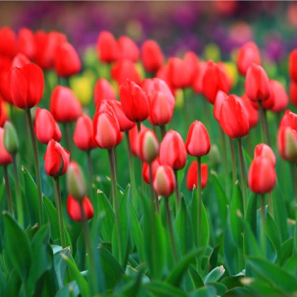 Tulipán Apeldoorn - Tulipa - prodej cibulovin - 3 ks