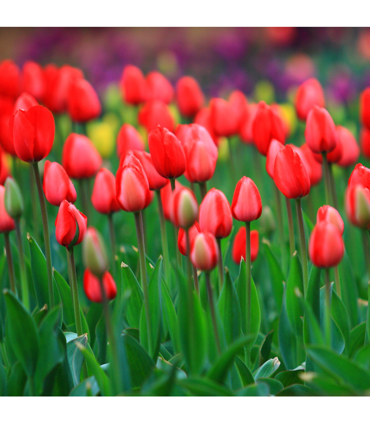 Tulipán Apeldoorn - Tulipa - prodej cibulovin - 3 ks
