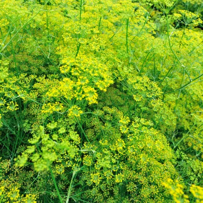 Fenykl kořeninový - Foeniculum vulgare - prodej semen - 100 ks