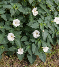 Durman obecný - Andělské trumpetky - Datura Stramonium - prodej semen - 5 ks