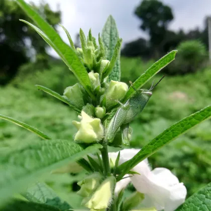 Sezam indický - Sesamum indicum - prodej semen - 7 ks