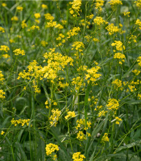 Rukevník východní - Bunias orientalis - prodej semen - 6 ks