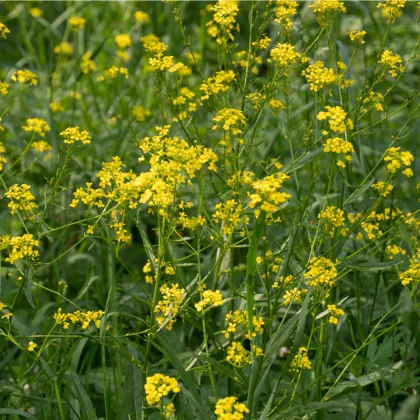 Rukevník východní - Bunias orientalis - prodej semen - 6 ks