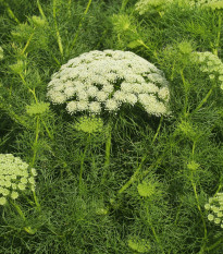 Pakmín větší - Ammi majus - prodej semen - 300 ks