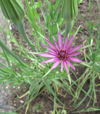 Kozí brada fialová - Tragopogon porrifolius - prodej semen - 90 ks