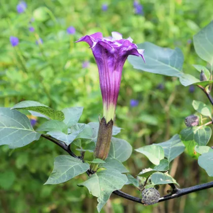 Durman metelový Double Purple - Datura metel - prodej semen - 5 ks