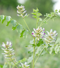 Lékořice lysá - Glycyrrhiza glabra - prodej semen - 4 ks