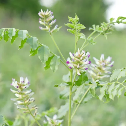 Lékořice lysá - Glycyrrhiza glabra - prodej semen - 4 ks