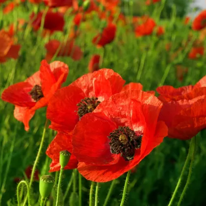 Mák východní Scharlach - Papaver orientale - prodej semen - 400 ks