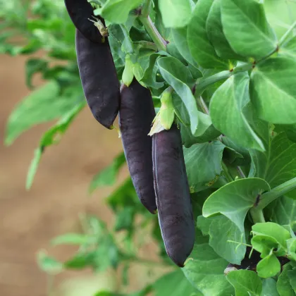 Hrách fialový Blauwschokker - Pisum sativum - prodej semen - 25 ks