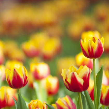 Tulipán Helmar - Tulipa - cibuloviny - 3 ks