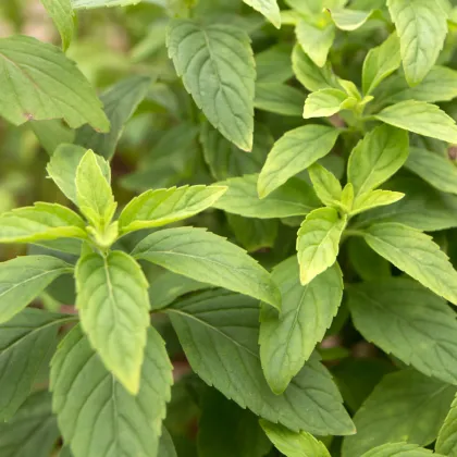 Bazalka skořicová - Ocimum basilicum - prodej semen - 50 ks