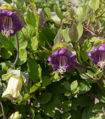 Vilec šplhavý fialový - Cobaea scandens - prodej semen - 7 ks