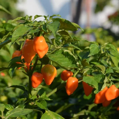 Chilli Habanero oranžové - Capsicum chinense - prodej semen - 6 ks