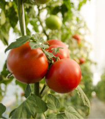 Rajče Moneymaker - Solanum lycopersicum - prodej semen - 20 ks