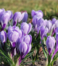 Krokus King of striped - Crocus - prodej cibulovin - 3 ks