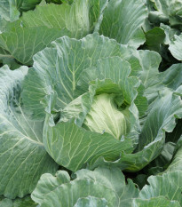 Zelí bílé Brunswijker - Brassica oleracea - prodej semen - 150 ks