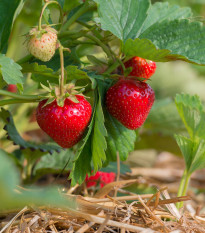 Jahodník velkoplodý Temptation - Fragaria ananassa - prodej semen - 10 ks