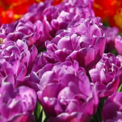Tulipán Blue Diamond - Tulipa - prodej cibulovin - 3 ks