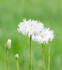 Chrpa luční bílá - Centaurea cyanus - prodej semen - 45 ks