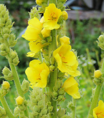 Divizna malokvětá - Verbascum thapus - prodej semen - 0,02 g