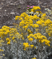 Starček přímořský - Cineraria maritima - prodej semen - 150 ks