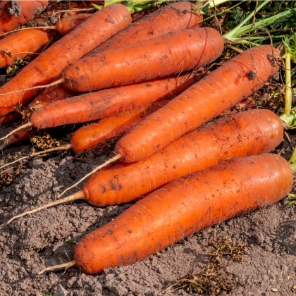 Mrkev karotka Amsterdam raná - Daucus carota - prodej semen - 900 ks