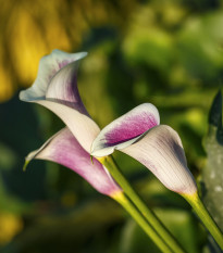 Kala Picasso - Zantedeschia rehmanii - prodej cibulovin - 1 ks