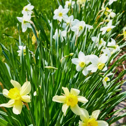 Narcis Topolino - Narcissus L. - prodej cibulovin - 3 ks