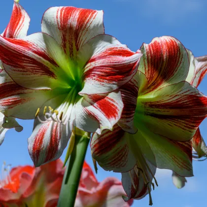 Hvězdník Ambiance - Hippeastrum - prodej cibulovin - 1 ks