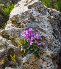 Brambořík růžový - Cyclamen cilicium - prodej cibulovin - 1 ks