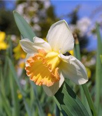 Narcis Salome - Narcissus - prodej cibulovin - 3 ks