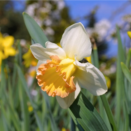 Narcis Salome - Narcissus - prodej cibulovin - 3 ks