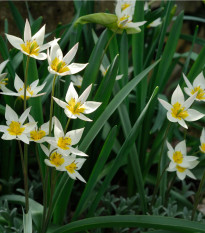 Tulipán Turkestanica - Tulipa - prodej cibulovin - 3 ks