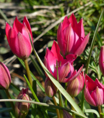 Tulipán Little Beauty - Tulipa - prodej cibulovin - 3 ks