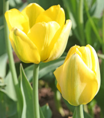 Tulipán Golden Apeldoorn - Tulipa - prodej cibulovin - 3 ks