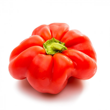 Paprika rajčatová Szuszanna - Capsicum annuum - prodej semen - 7 ks