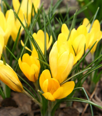 Krokus Golden Yellow - Crocus vernus - prodej cibulovin - 3 ks