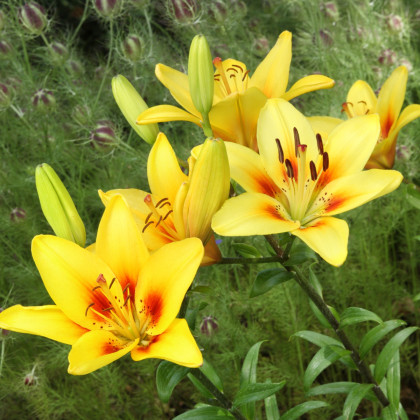 Lilie zlatohlavá žlutá - Lilium martagon - cibuloviny - 1 ks