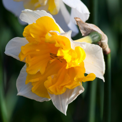 Narcis Orangery - Narcissus L. - prodej cibulovin - 3 ks